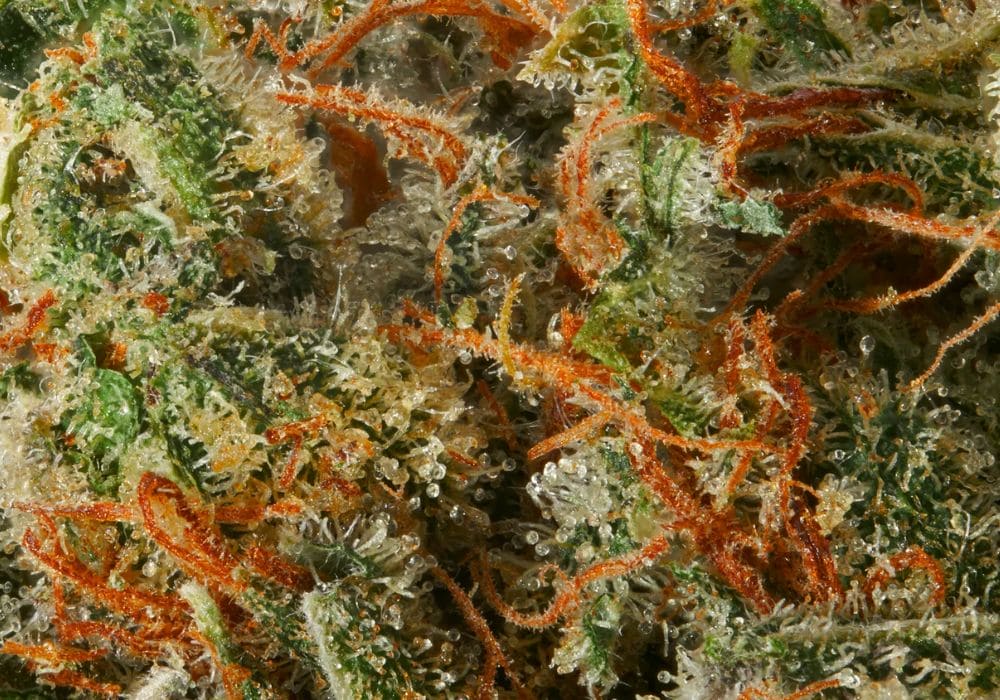 CBD Cannatonic 15% CBD (hh extra fort)