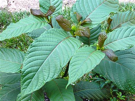 Kratom gummies